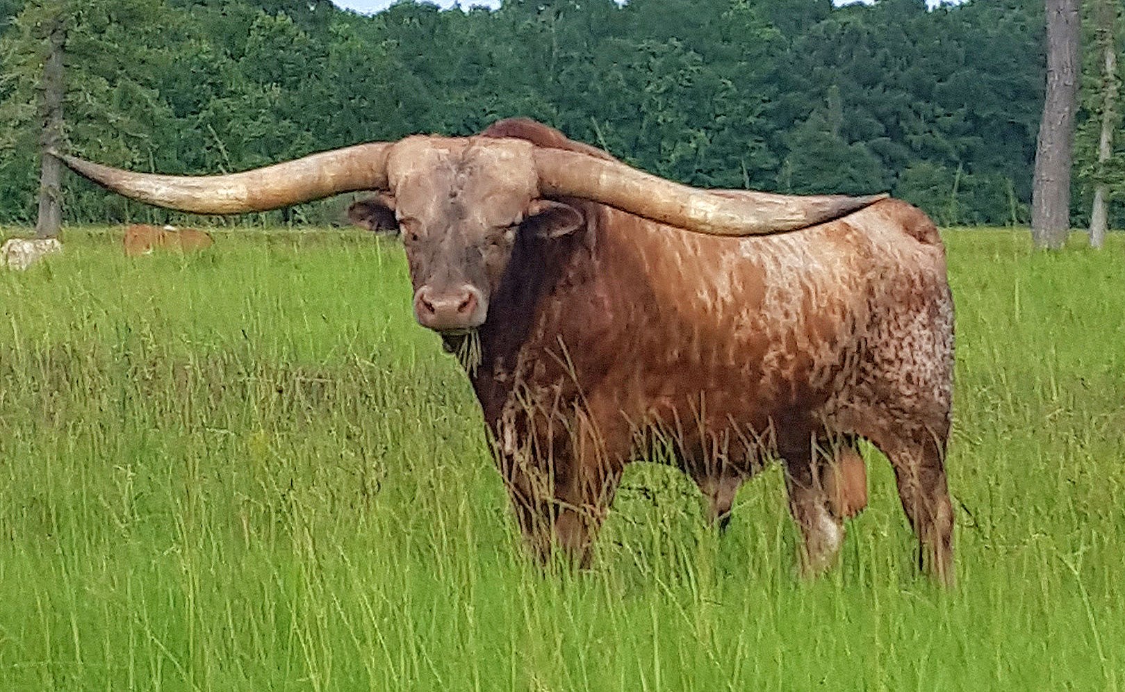 The Texas Longhorn Legacy Sale